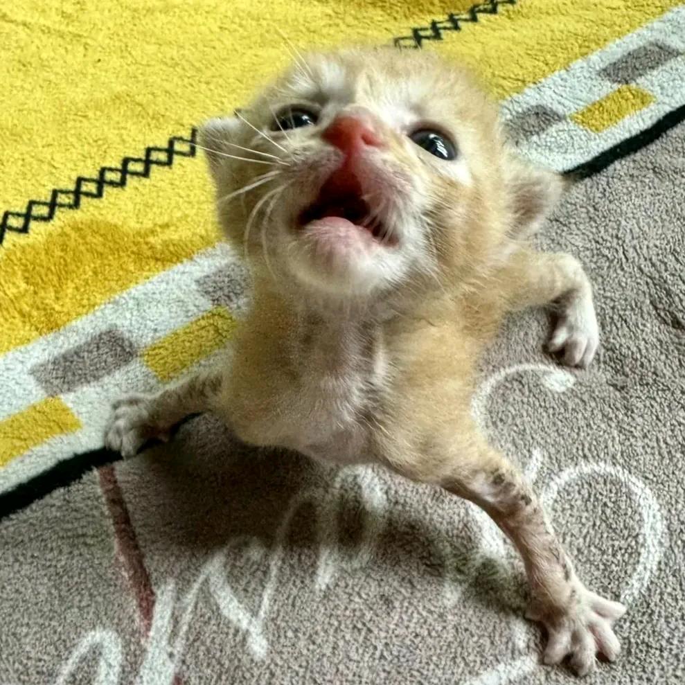 被猫猫放进老奶奶碗里说是红枣的蟑螂