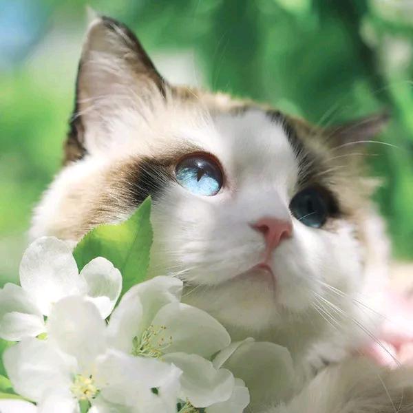 鹿先森
