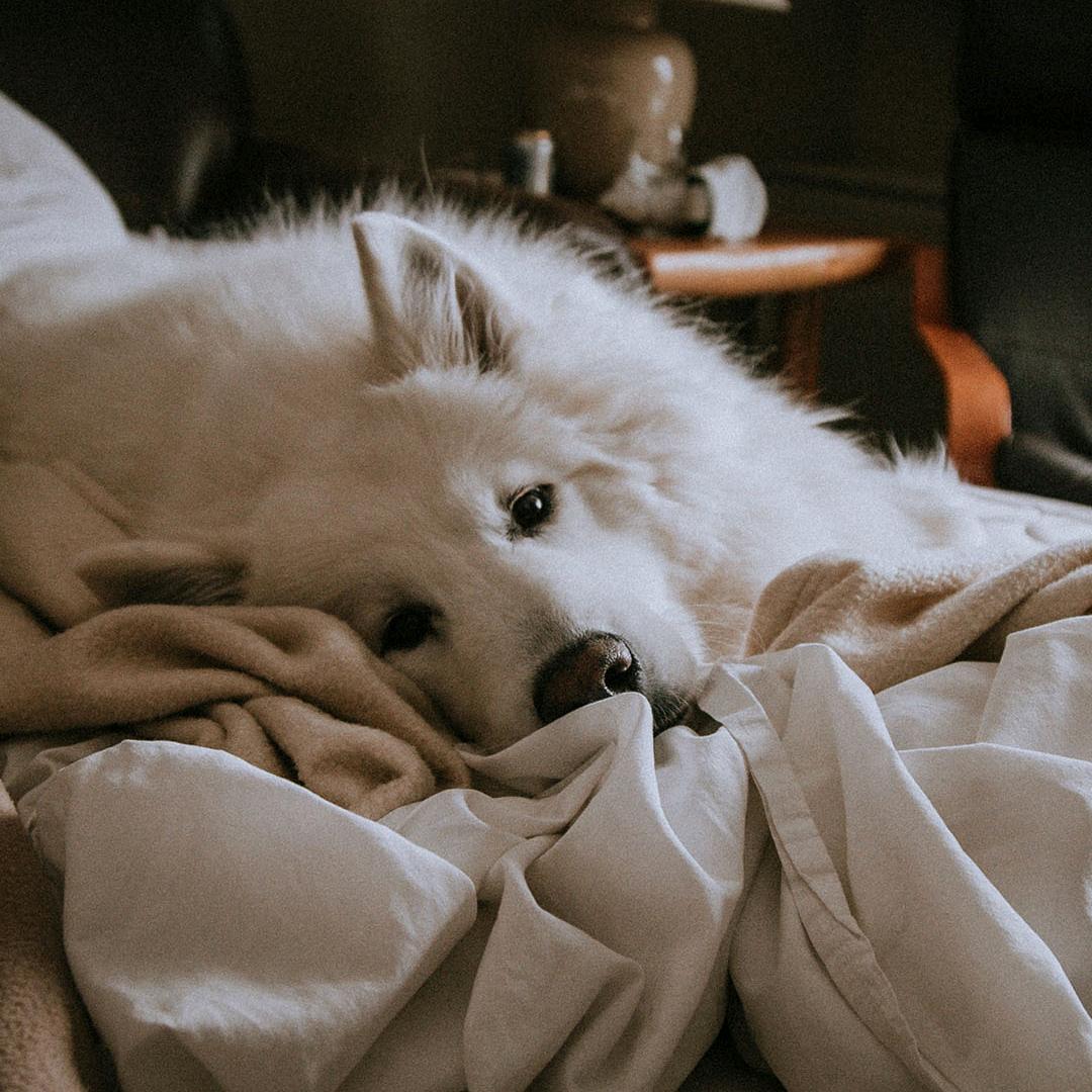 有毛病但没烦恼