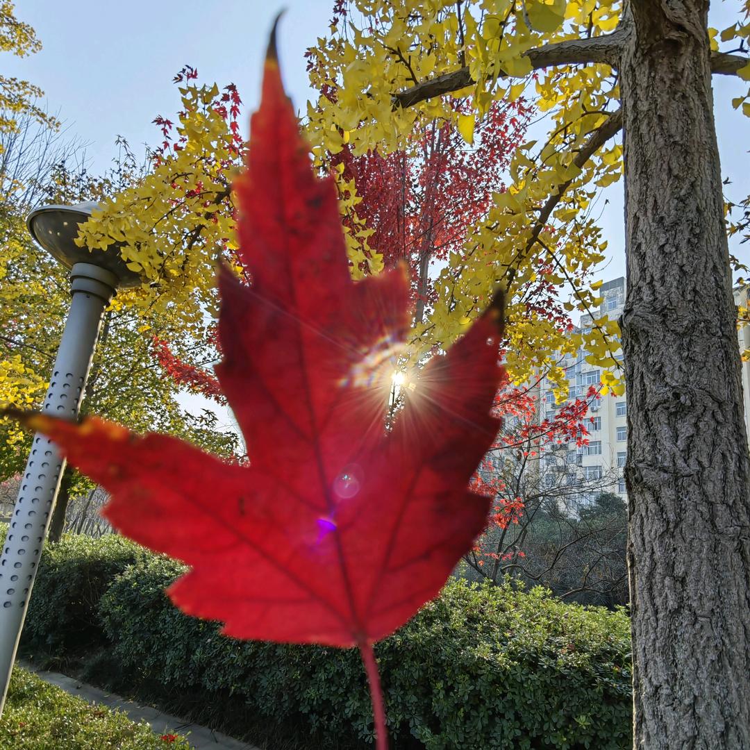 求醉张