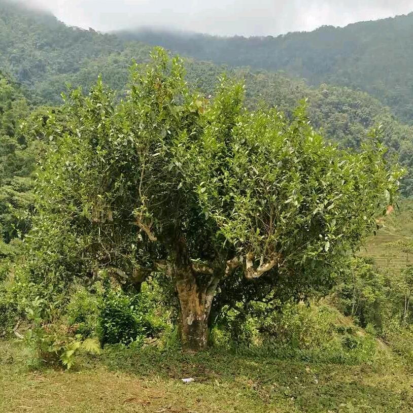 麻栗坡茶源
