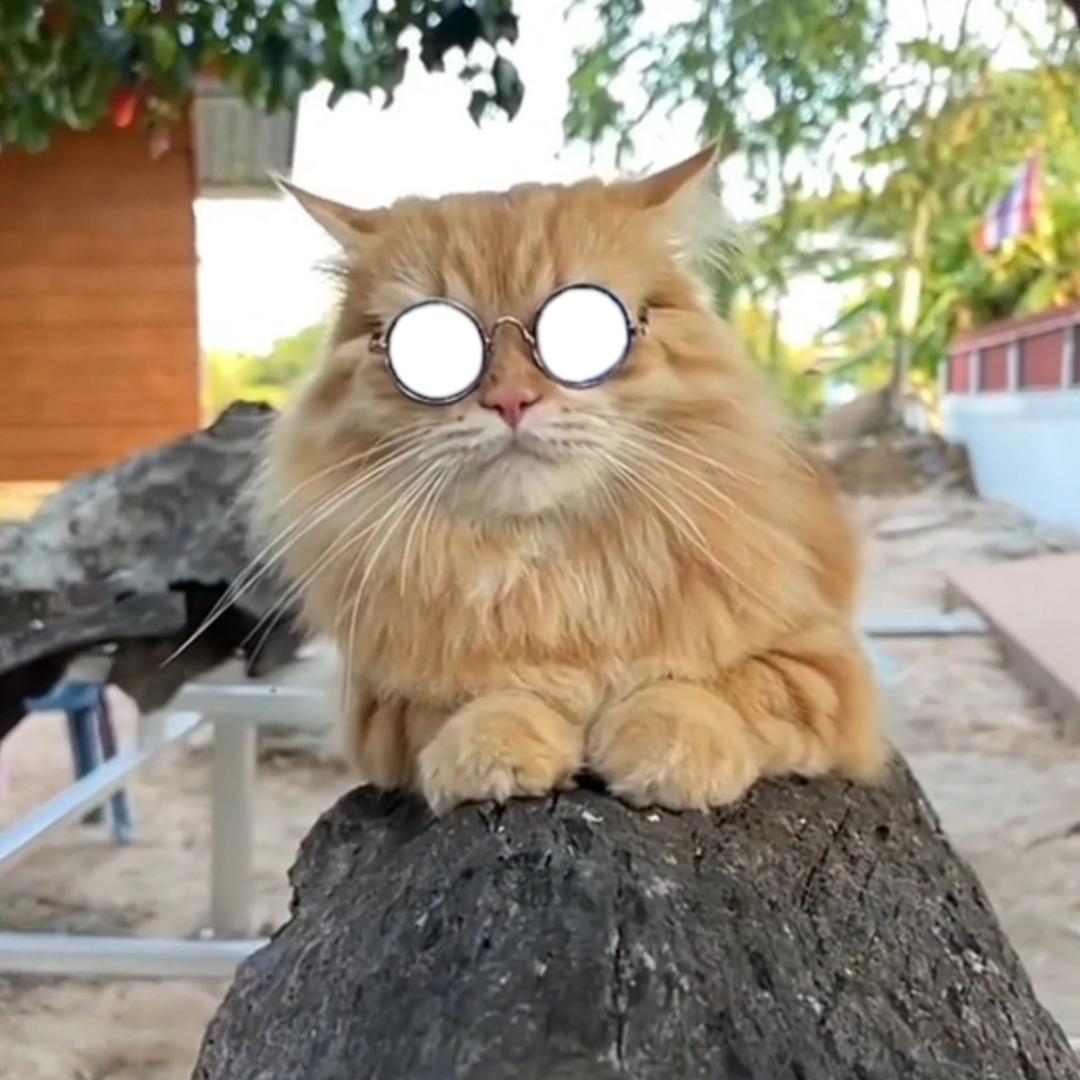 大鸿୧⍤⃝🐈⁵ᴳ⁺