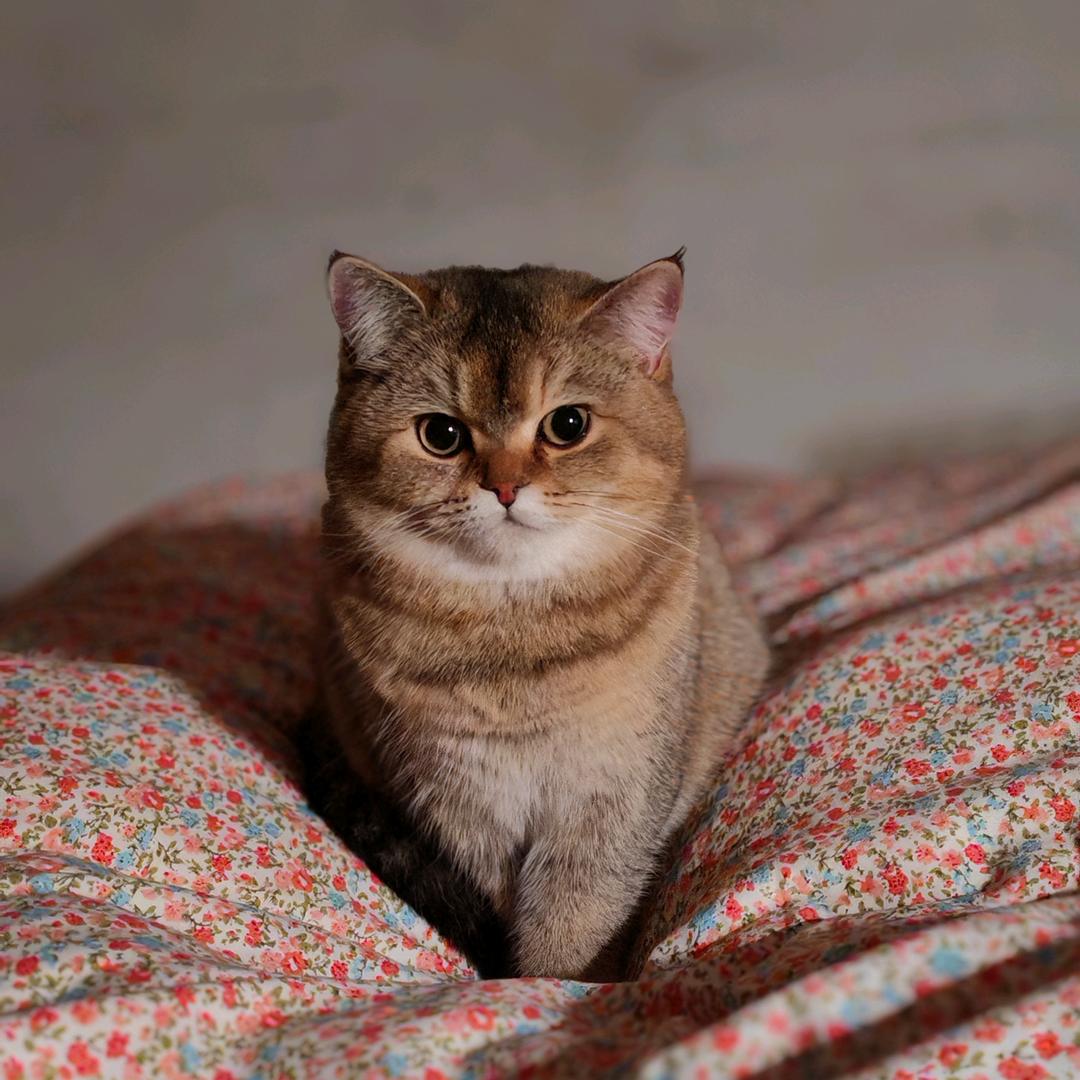 小胖妮（是个小茂密）