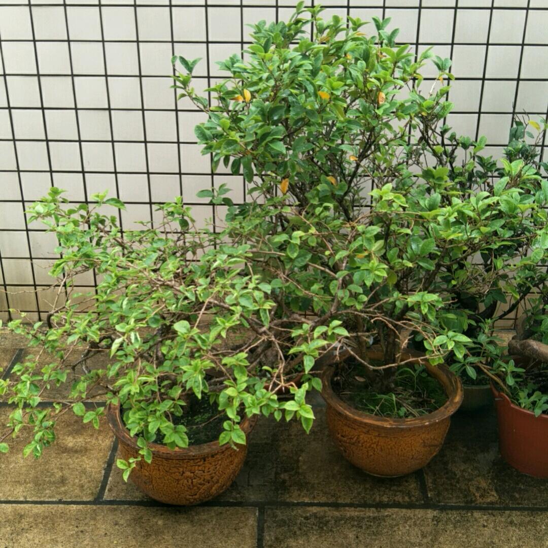 一帆风顺。