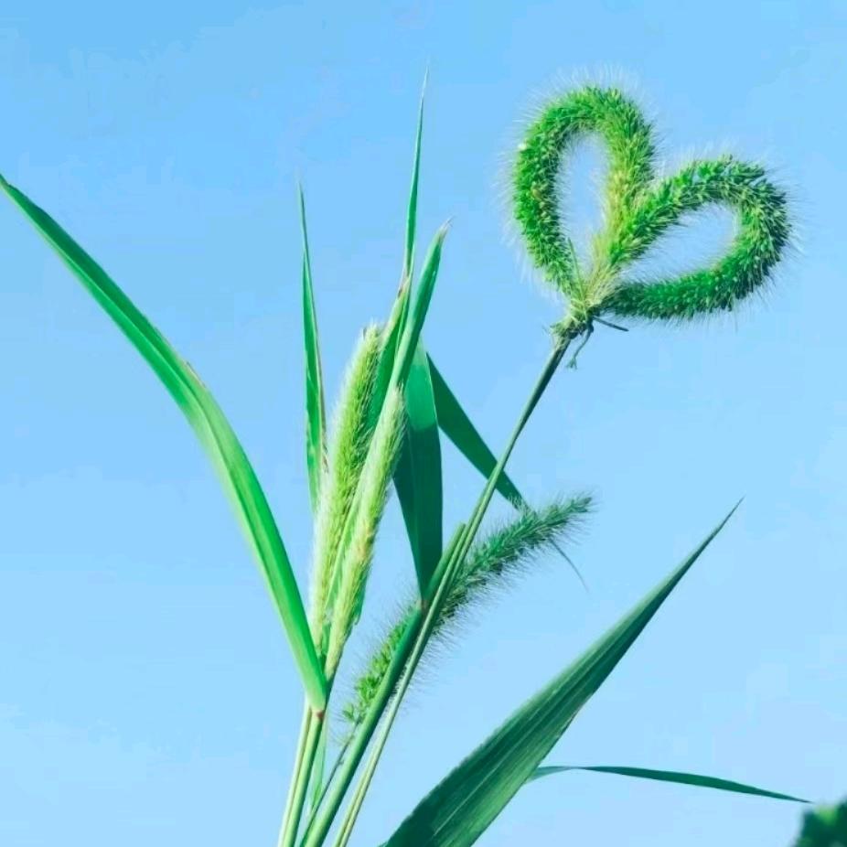 努力奋斗%