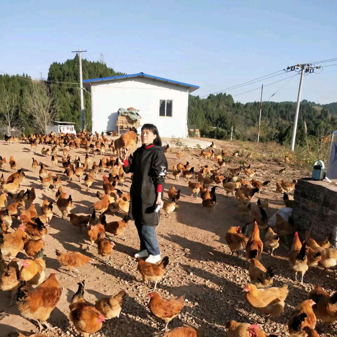 鸡队长🐔🦆🐟🌽🌾