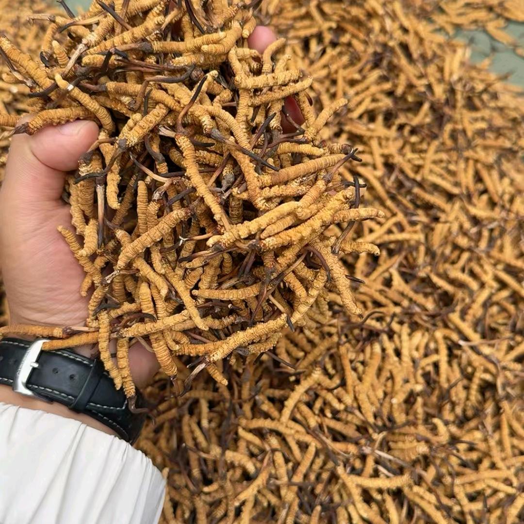 虫草王(烤鸭哥是我兄弟)