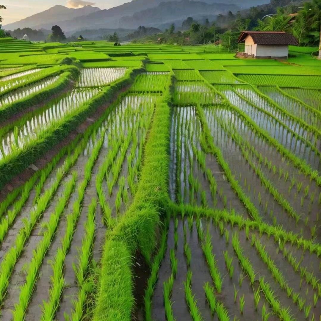金果果