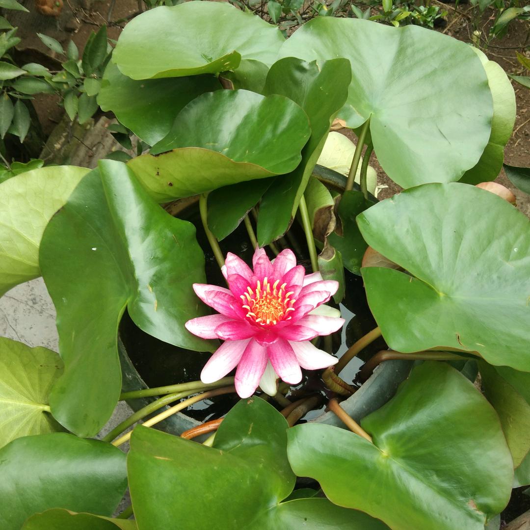 梦缘