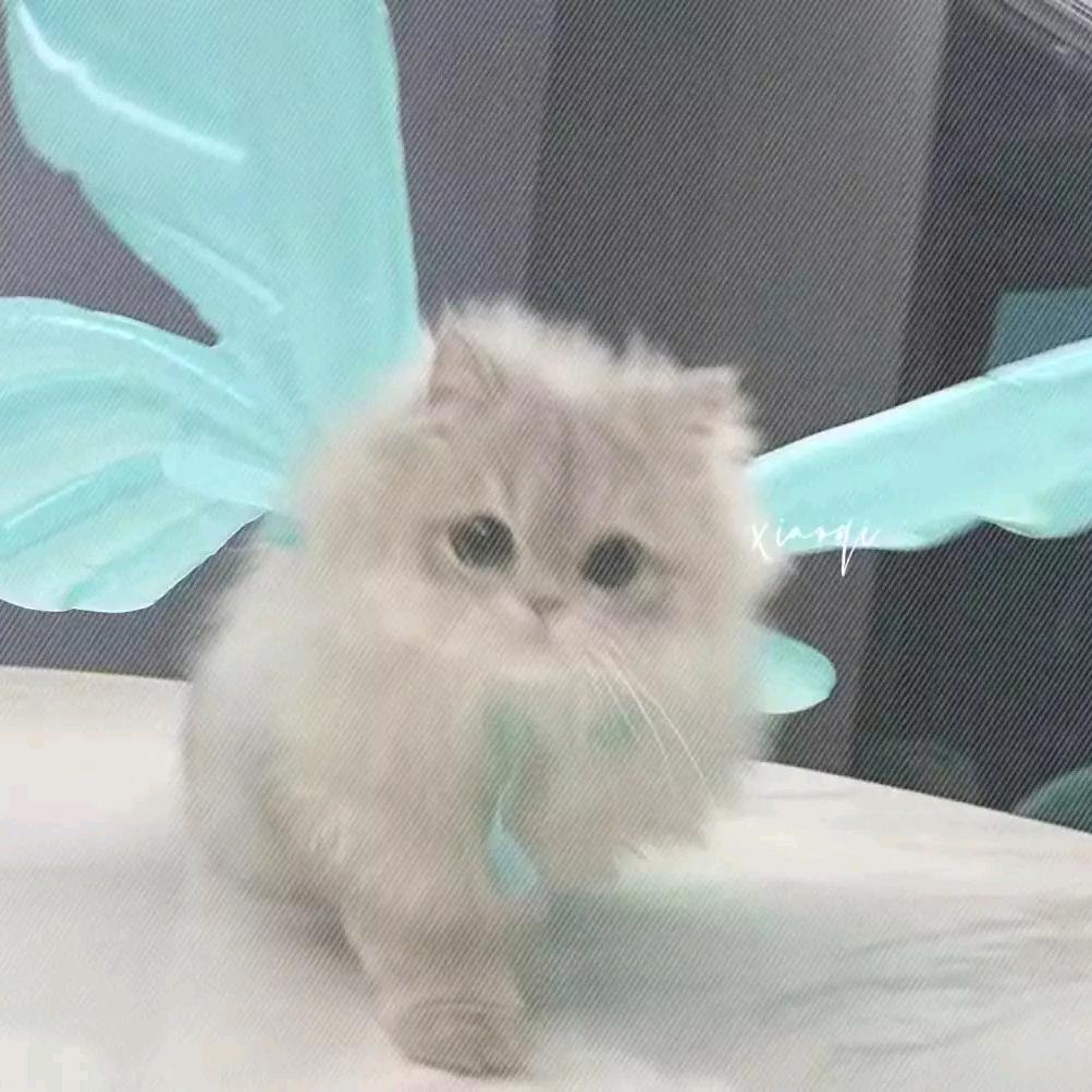 小烤箱