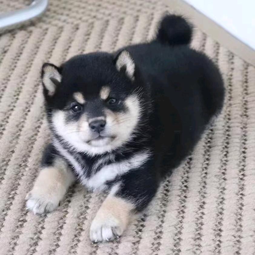 蚌埠小豆柴繁育犬舍