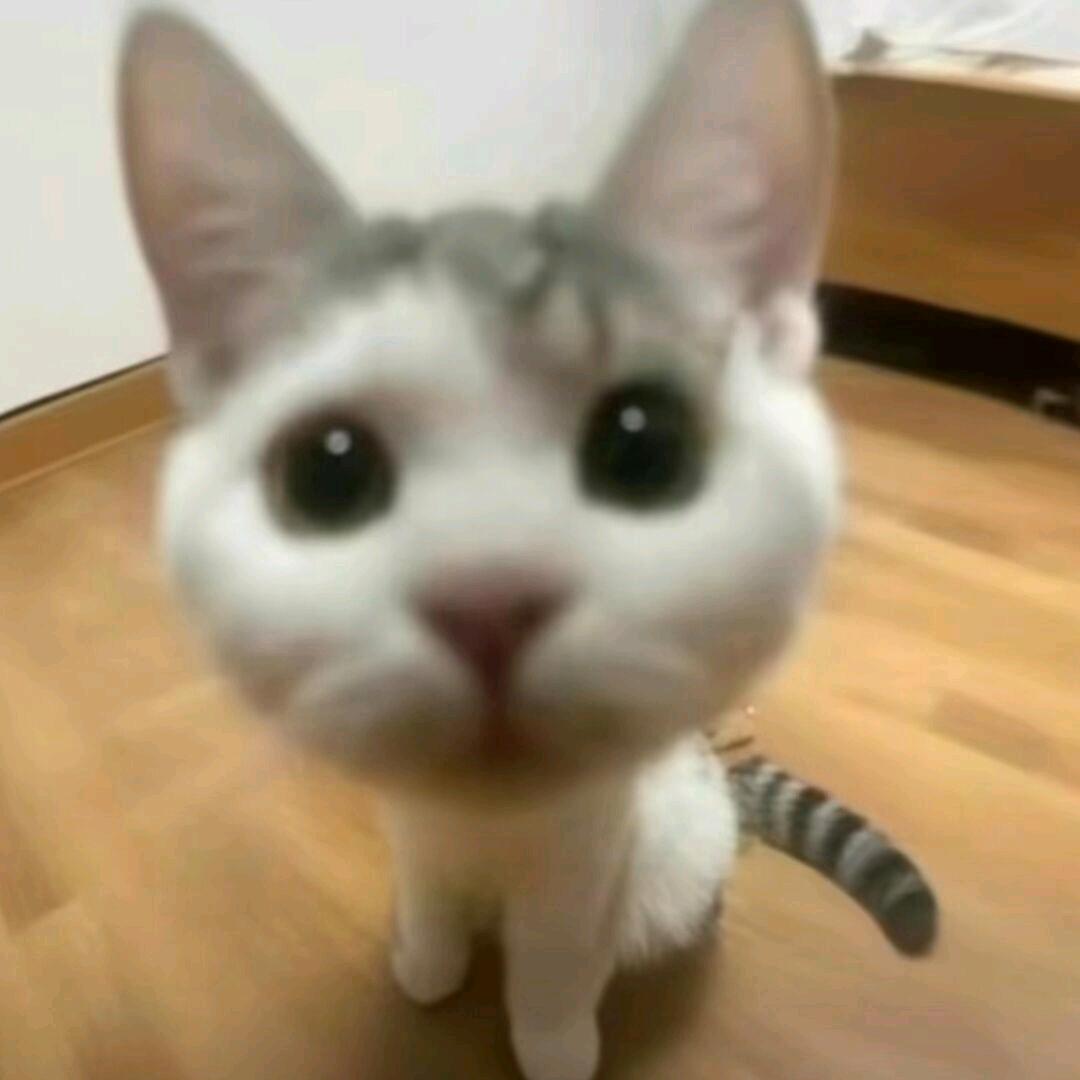 调皮的猫在发呆