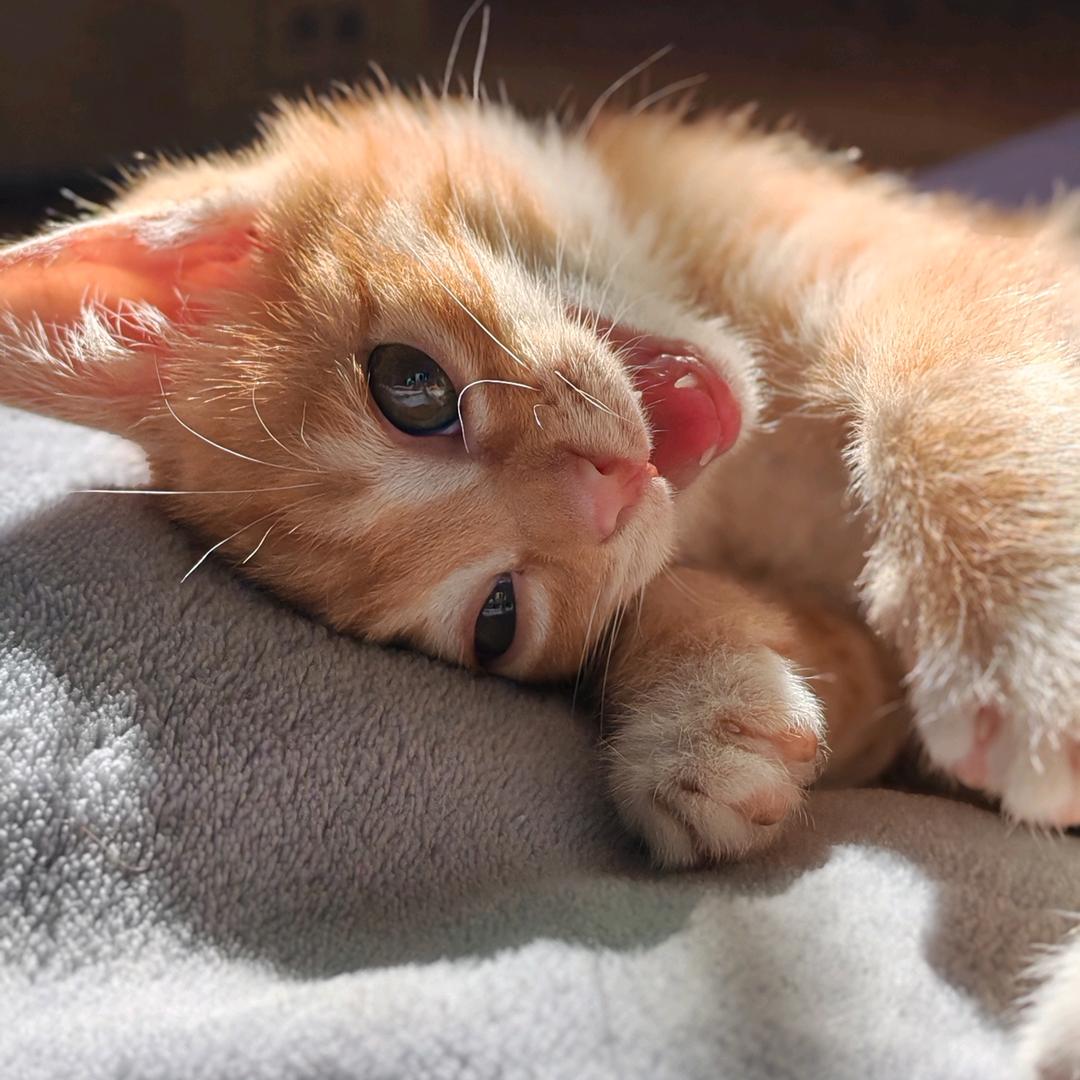 多多的毛毛（养成系）