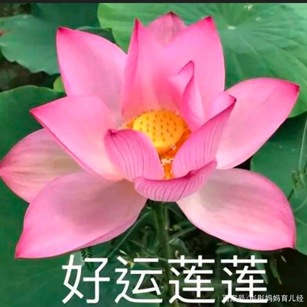 ℋღ᭄好运连连