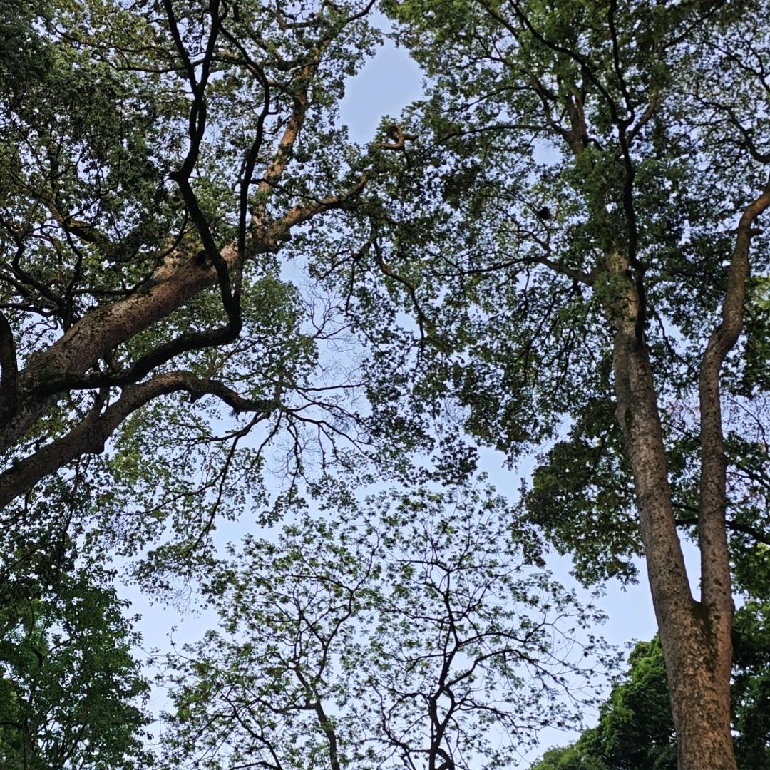 调皮匠