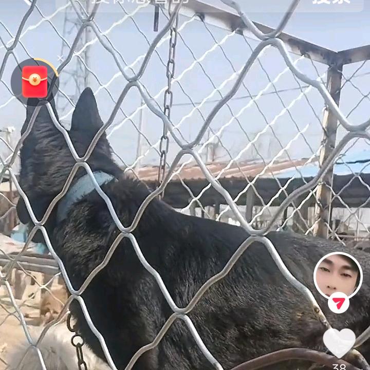 素才犬舍