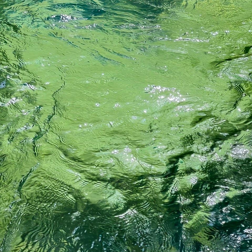 沐浔紫