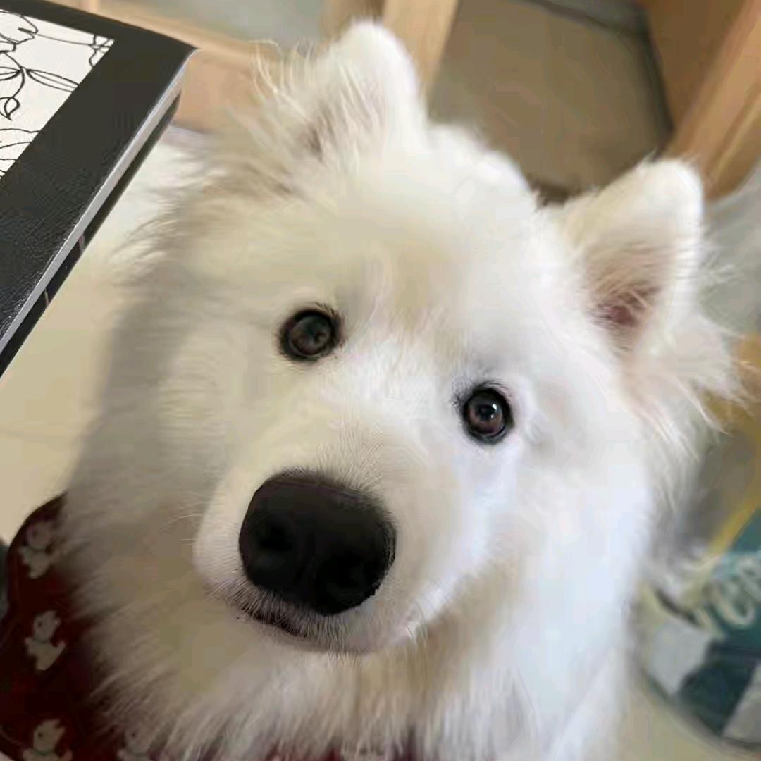 哈基犬