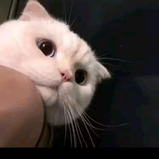 陈心冶