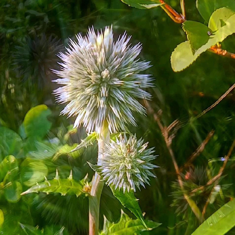 太行百草