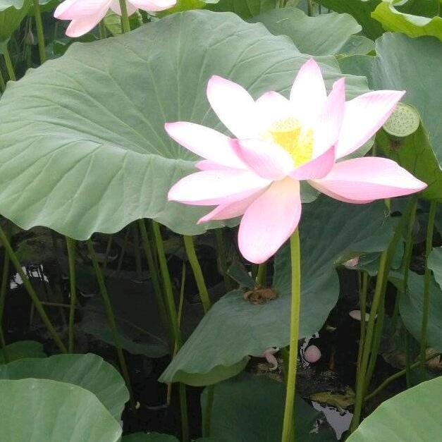 青哥