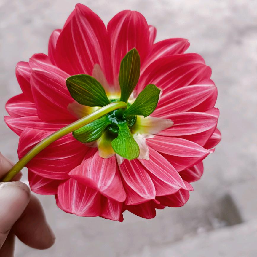 昨天在好也回不去