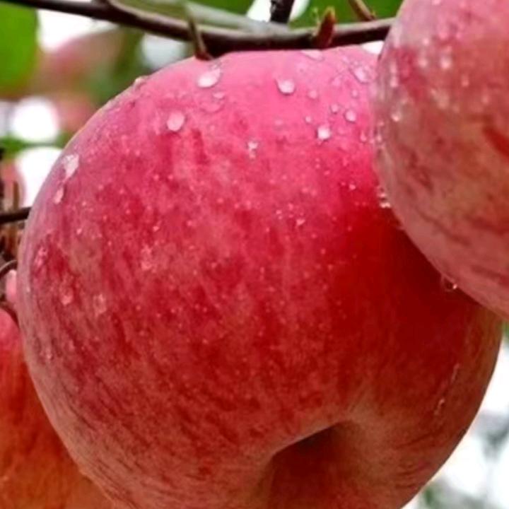 快乐首播