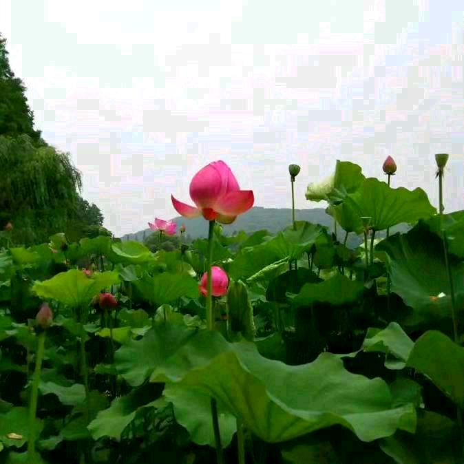 我想到直播间找真爱