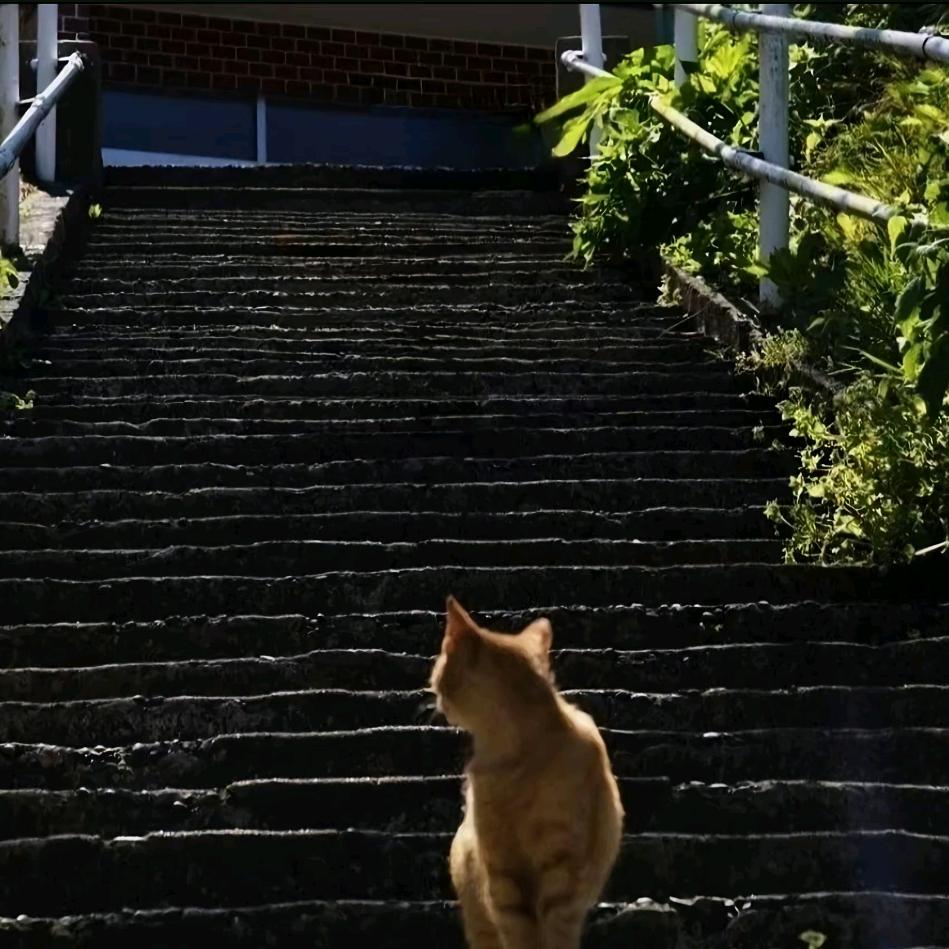 巷子里的猫🐱