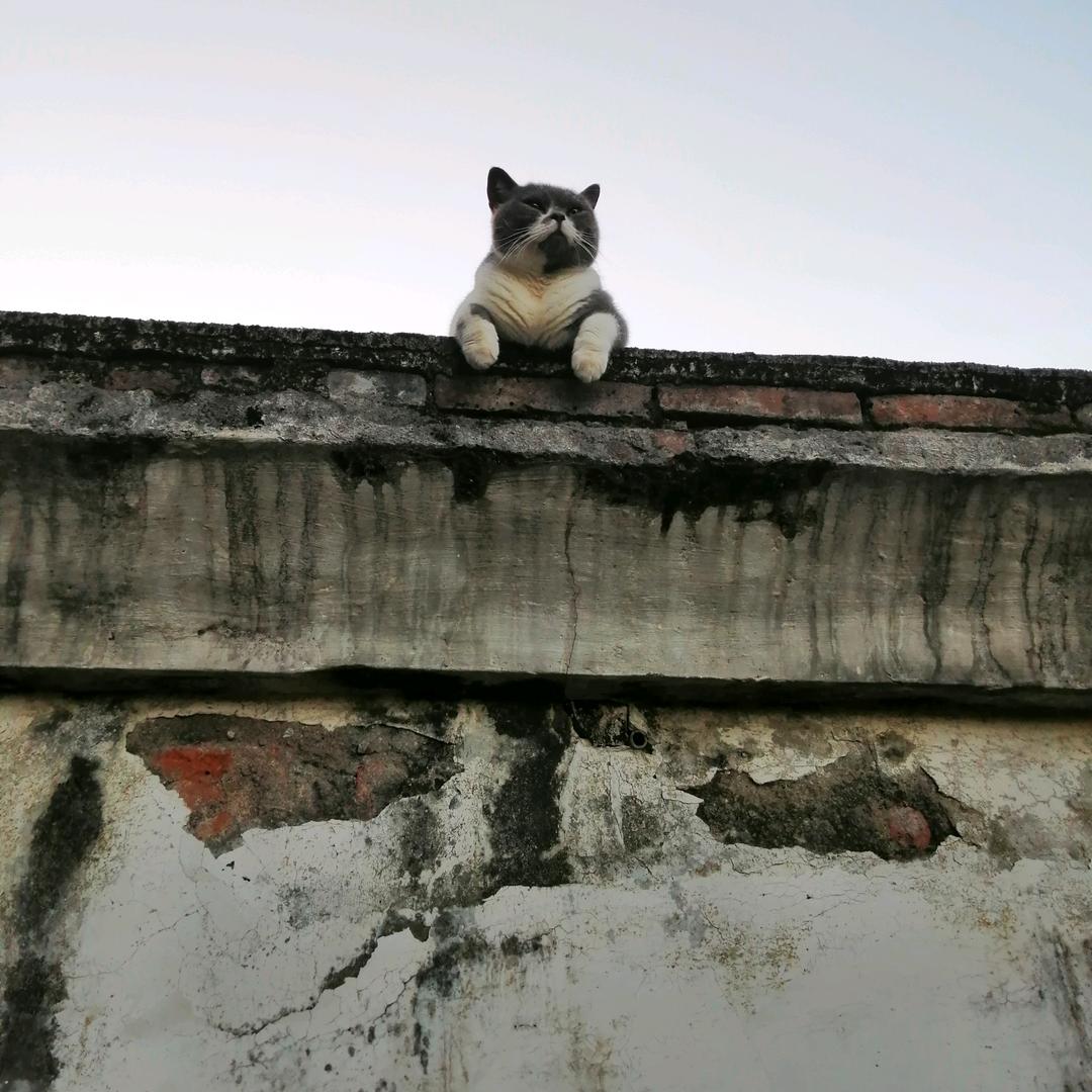 猫在看风景