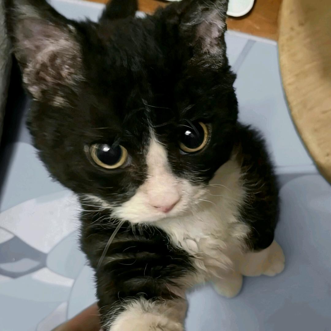 咲猫猫