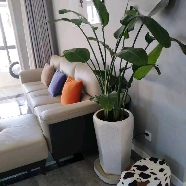 杨舂兰