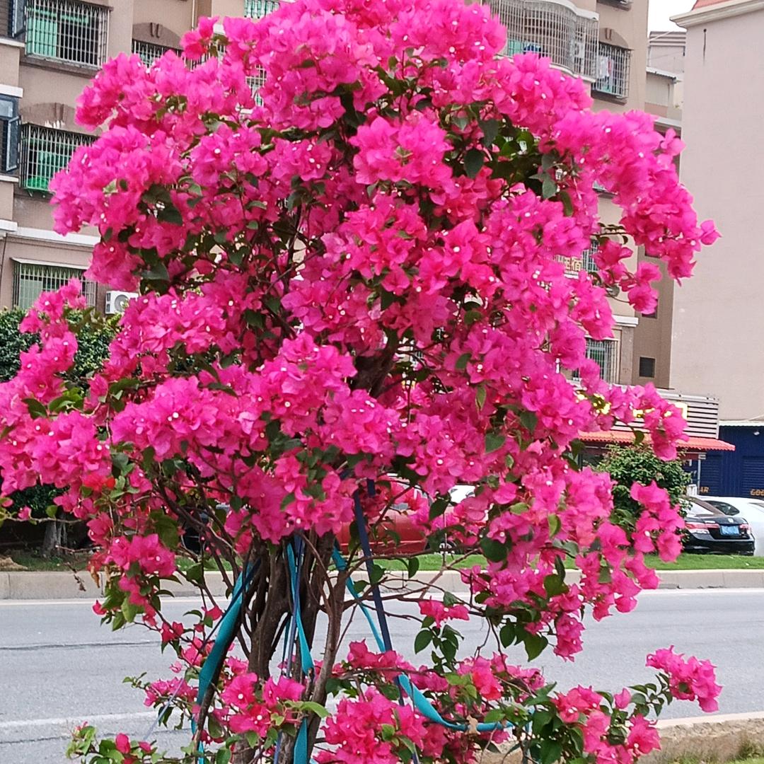 增增日上