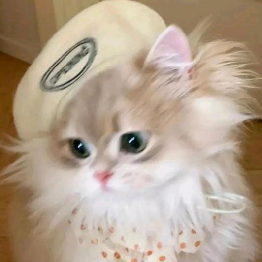 𝙯ᶻᙆZ