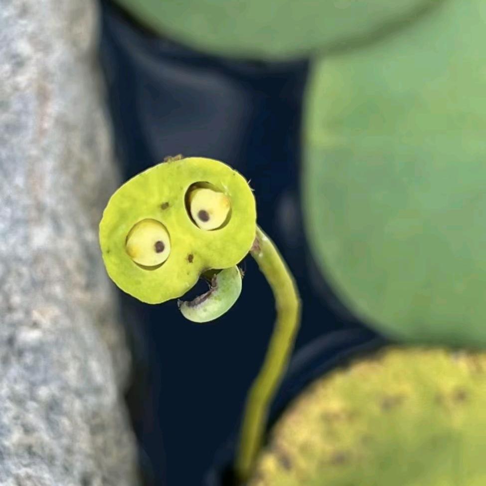 观澜                 .