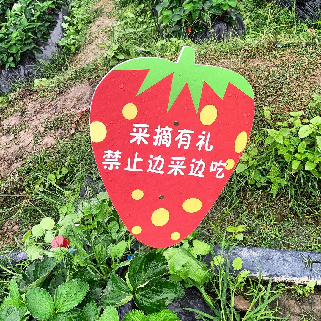 纯洁的精灵