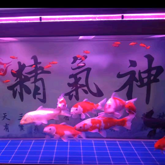 莲花开