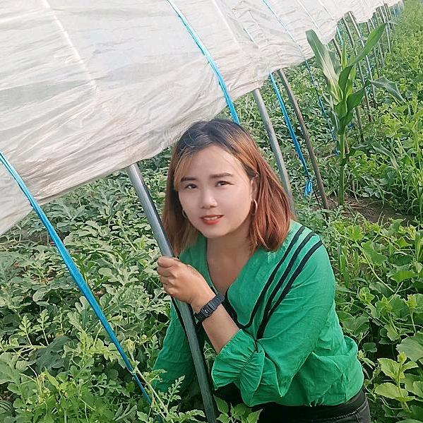 上蔡县五龙乡秋菊种植瓜果蔬菜大棚几十亩