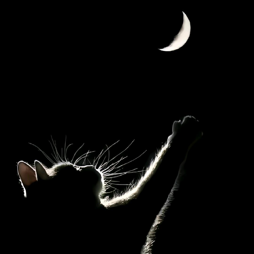 偷月亮的猫