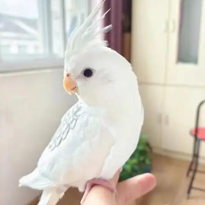 蒂思肯