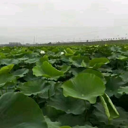 我爱你😘😘😘