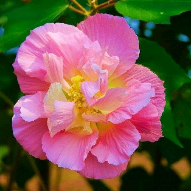 仁慈芙蓉花