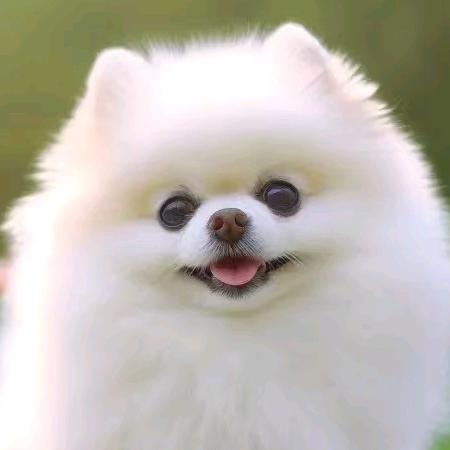 ✨萌宠✨博美🐶