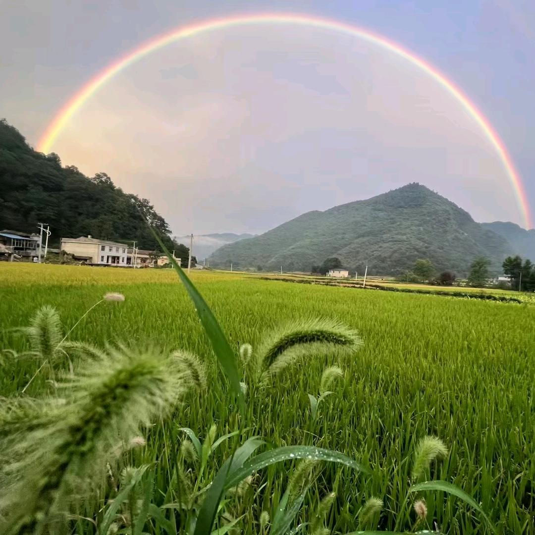 蒲公英