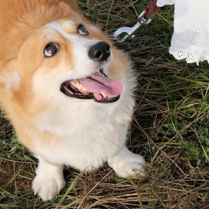 在星露谷当个女巫