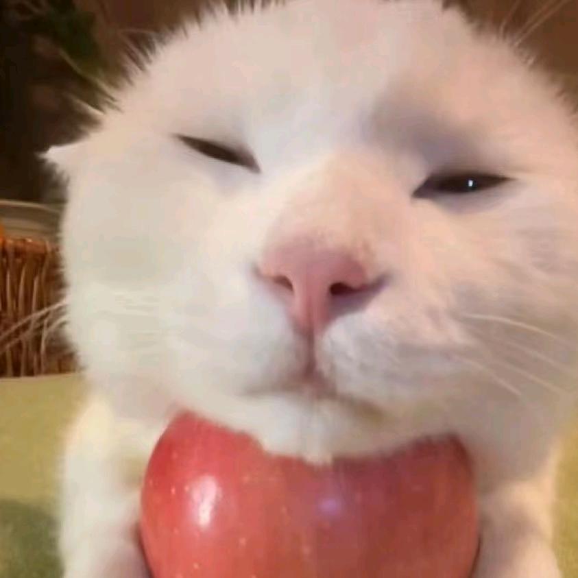 猫meme故事机