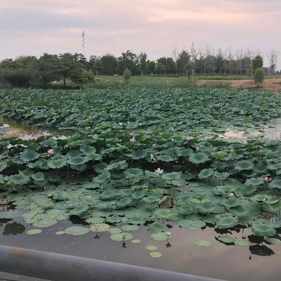 (｡♡如影相随♡｡)