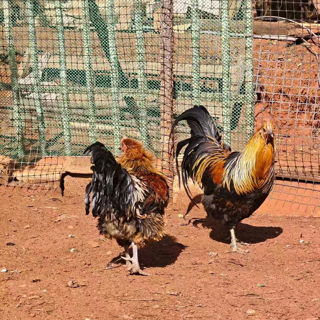 平凡的养鸡农人