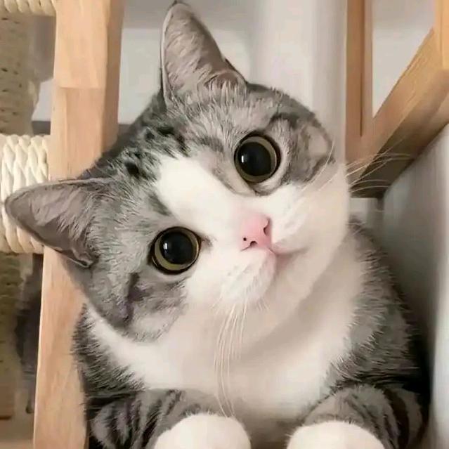 じ☆ℳ̶̶꧔ꦿ熟悉*꯭͡到陌生꧔ꦿ᭄う☪