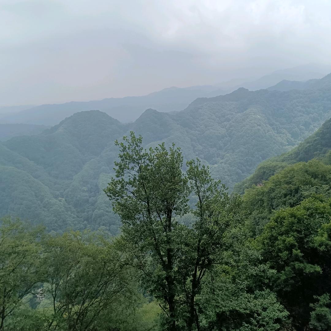 阿狸阿狸阿狸